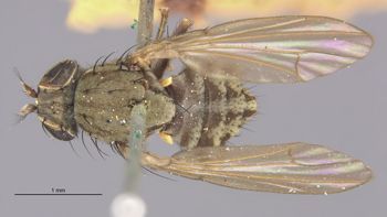 Media type: image;   Entomology 11127 Aspect: habitus dorsal view